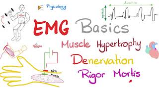 Electromyography EMG Basics Muscle Hypertrophy Denervation Rigor Mortis  Muscle Physiology [upl. by Avraham]