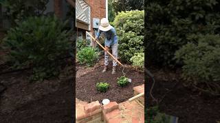 Planting holly tree shrubs shrubs [upl. by Tamra]