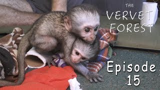 Orphaned Baby Vervet Monkeys  Baby Season Update 2018  Ep 15 [upl. by Nicol]