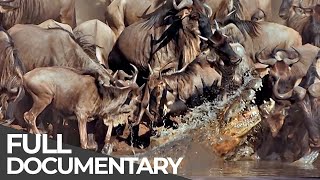 Serengeti The Adventure  Free Documentary [upl. by Nosittam794]