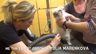 Special One Birman Cat Grooming [upl. by Bronwen]