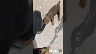 Tony amp Koka son Mac shorts viral apbt puppy pitbull trending [upl. by Benni]