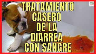 🆘 TRATAMIENTO CON REMEDIOS CASEROS PARA LA DIARREA CON SANGRE EN PERROS 🆘 [upl. by Ocsirf313]