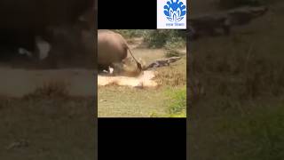 Elephant saving kid from crocodile 😱😱  💥💥 Wonderful Animal Kingdom 53 💥💥 short trending shorts [upl. by Arihsay259]