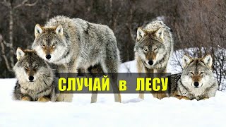 ВОЛЧЬИ НОГИ и ЯКУТ СЛУЧАЙ в ТАЙГЕ СУДЬБА ИСТОРИИ из ЖИЗНИ ЛЕСНЫЕ РАССКАЗЫ ПРИРОДА ВОЛКИ СЕРИАЛ [upl. by Gratiana]