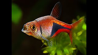 Harlequin Rasbora Fish [upl. by Yddet]