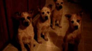 Red Heeler puppies are so smart [upl. by Laro370]