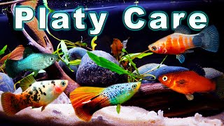 All You Need to Know About Platy Fish Platy Care and Breeding [upl. by Tamer668]