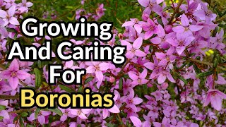 Growing and Caring for Boronias  Tips for Beautiful Boronias Australian shrubs [upl. by Lak568]