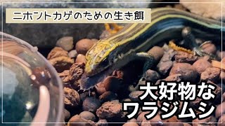 【ニホントカゲ幼体の飼育】ワラジムシが大好物です！孵化から1ヶ月35 飼育者向け [upl. by Lleneg]