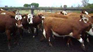 52 Hereford Simmental Shorthorn X Heifers [upl. by Broida]