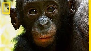 Things You Probably Didnt Know About Cute Bonobos  National Geographic [upl. by Colburn885]