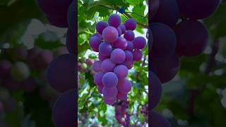 Have you eaten this type of fruits 🍉🥭🍊🍎🍓shorts nature fruit [upl. by Ahseinar]