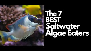 The 7 Best Saltwater Algae Eaters 🐠 [upl. by Leunam864]