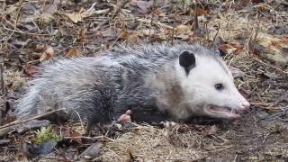 Opossum waking up from playing dead [upl. by Nemad]