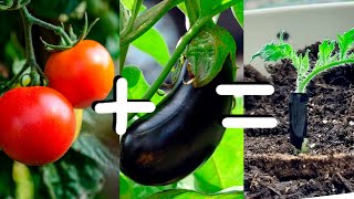 Grafting Tomato onto Eggplant Rootstock  How Easy Is It [upl. by Chaille]