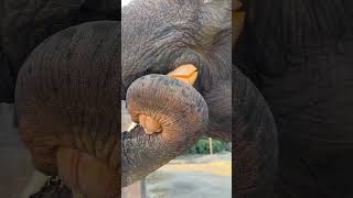 The bite force of elephants is still very strong What do elephants eat [upl. by Attelahs]