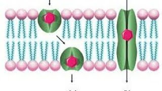 IonophoresType Of Iontophores Application Of Ionophores Important Of MScExam [upl. by Odraleba]