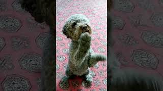 Lagotto Romagnolo training dog dogtraining dogtricks smartdog lagottoromagnolo lagotto [upl. by Nodla]