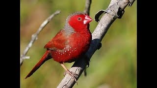 Indonesians Finch Pipit Matahari Crimson Finch Neochmia phaeton [upl. by Auston]