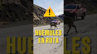 Casi atropellan un HUEMUL 😱😱 carreteraaustral huemul animalestiktok [upl. by Aniaz]