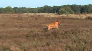 Rhodesian Ridgeback as Lone Hunter [upl. by Ayom]