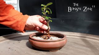 Repotting My Firethorn and My Almond Trees The Bonsai Zone March 2024 [upl. by Bruning]