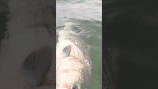 Striped Bass Released Spring Run Fishing [upl. by Ainedrag689]