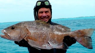 Top shot spearfishing No 6 Cubera snapper Top chasse sousmarine No 6 Pagre dispo [upl. by Leina]