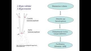 ENDOCRINOLOGIE diabète insipide cours  td cas clinique de hirsutisme [upl. by Rosenbaum]