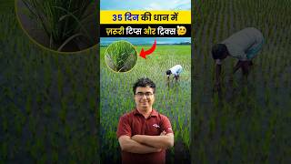 3035 दिन की dhan ki fasal के लिए ये महत्वपूर्ण है paddy farming agrostar agriculture shorts [upl. by Felike681]