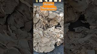 Maitake henofthewoods mushrooms found in early September [upl. by Barker]