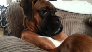 Ralph the boxer dog [upl. by Keel]