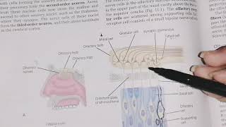 Olfactory Nerve course function and clinical correlate First Cranial Nerve neuroanatomy [upl. by Nesyrb]