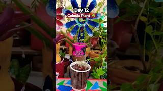 Grow Celosia From Seeds  How to sow celosiaसेलोसिआ को बीज से लगाएCelosia Seeds Germination Day 12 [upl. by Notyalk802]