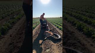 Man finds python eating his goat on farm [upl. by Merrick]