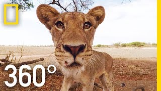 Lions 360°  National Geographic [upl. by Havelock]