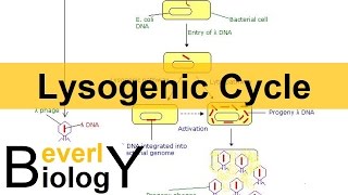 Lysogenic Cycle [upl. by Anetsirhc]