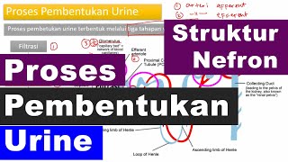 Struktur Nefron dan Proses Pembentukan Urine di Nefron Ginjal  Sistem Ekskresi IPA SMP Kelas 8 [upl. by Nnylarac840]