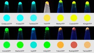 ProteinPaintbox Overview [upl. by Ymmat]