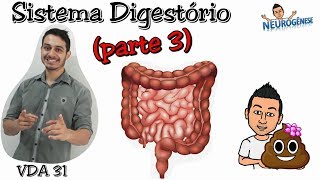 Sistema Digestório parte 3  Vídeo Aula 31  Canal Neurogênese [upl. by Susann]