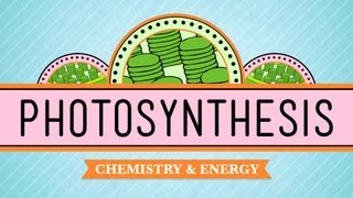 Photosynthesis Crash Course Biology 8 [upl. by Ggerk]