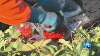 St Helena Elementary School students grow vegetables at Tower Gardens [upl. by Bigot]