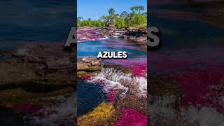 Sabías que el caño cristales Colombia tiktok curiosidades sabiasque parati shorts [upl. by Benge957]