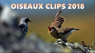 OISEAUX Séquences courtes et photos [upl. by Yendys]