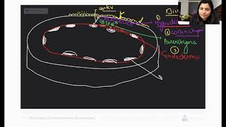 Phoenix 20 Biology Most Important Video for NEET 2025  Udaan [upl. by Paulson]