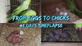 Ringneck Parakeets Timeplapse from Eggs to Chicks ESub  45 Days Timeplapse  Voice of Animalia [upl. by Angelique]