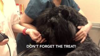 How to do a Dremel nail trim on your pets nails [upl. by Bayard243]