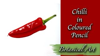 Drawing a Chilli in Coloured Pencil on Drafting Film  Botanical Art [upl. by Spanos]