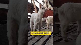 selfie Lata samay funny comedy youtubeshorts shortfeed shorts trending [upl. by Ilrebma]